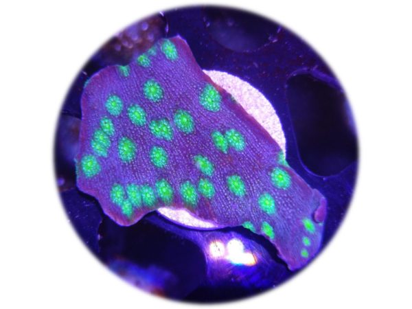 Echinophyllia Lamellosa