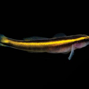 Elacatinus Figaro (Tank Bred)