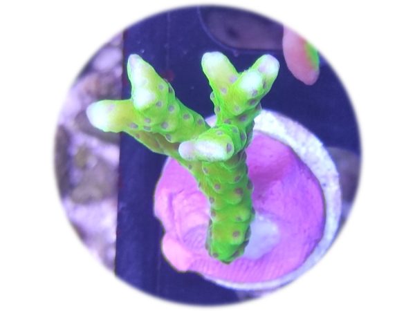 Electric Lemonade Anacropora Forbesi