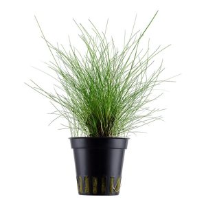 Eleocharis Parvula (Facíl)