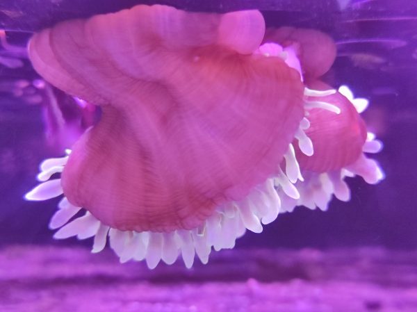 Entacmaea Quadricolor Green