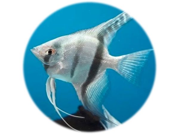 Escalar Azul Neon (2 4cm)
