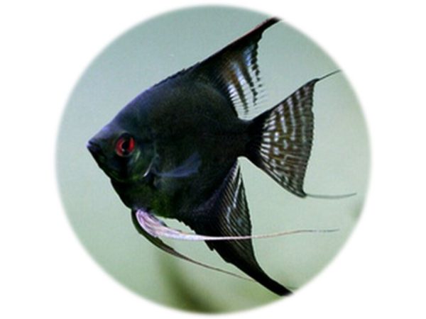 Escalar Negro Velvet 3 4cm