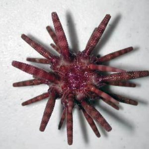 Eucidaris Metularia