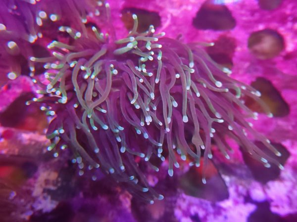 Euphyllia Glabrescens