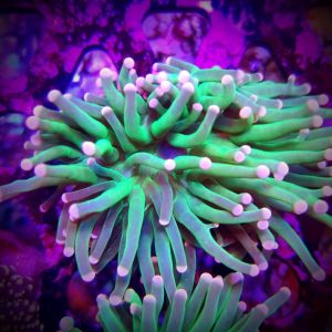 Euphyllia Glabrescens Green Lantern (1 cabeza)