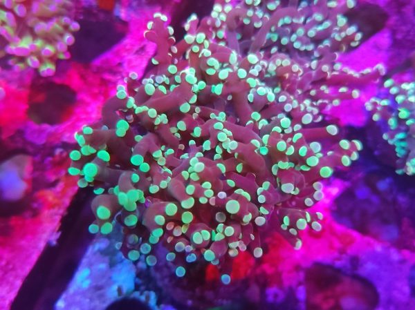 Euphyllia Paradivisa