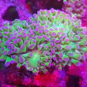 Euphyllia Paradivisa Morada/Verde