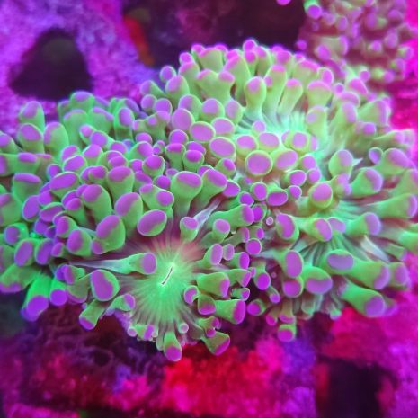 Euphyllia Paradivisa Morada/Verde