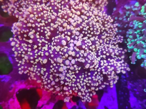 Euphyllia Paradivisa Orange Sunkist
