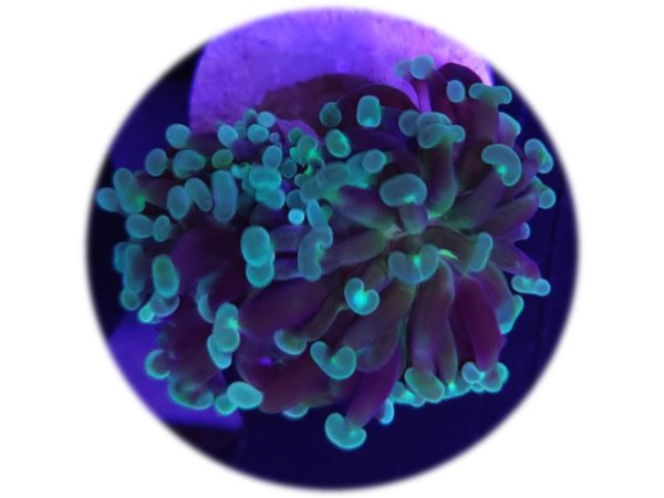 Euphyllia Parancora Verde (1 cabeza)