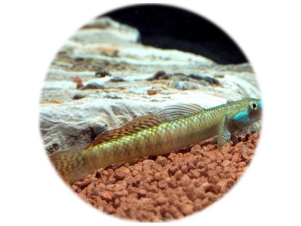 Gobio Arcoiris (Stiphodon SP)