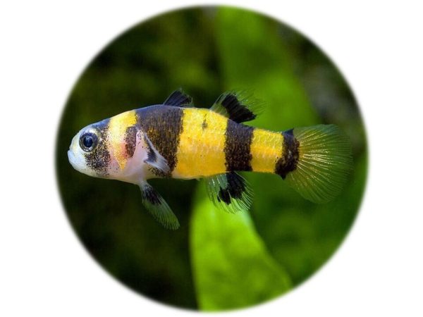 Gobio Avispa (Brachygobius Xanthozona)