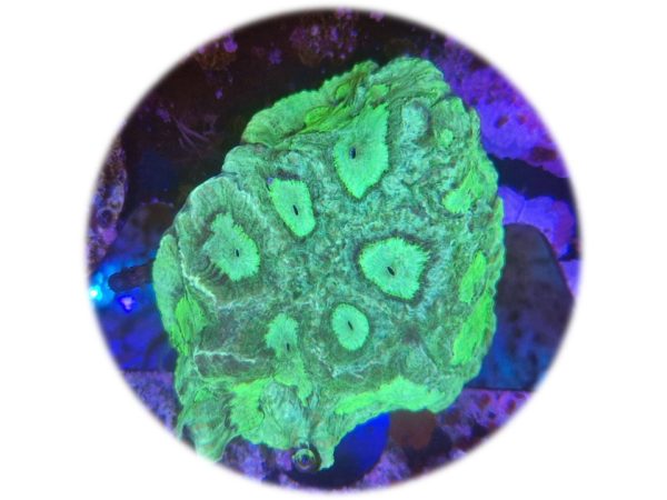 Goniastrea verde neon