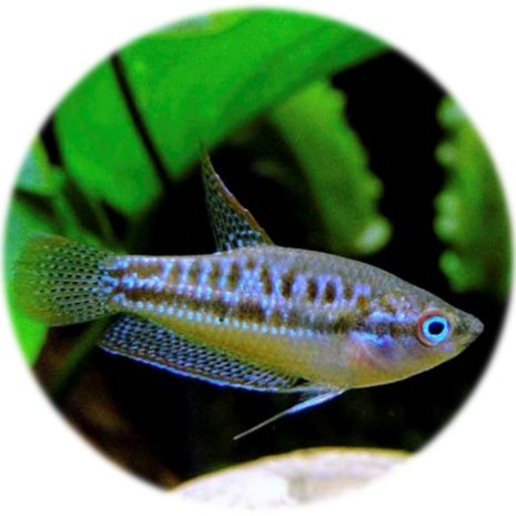 Gourami Pigmeo (2und)