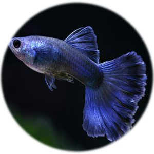 Guppy Blue Moscu (Pareja)