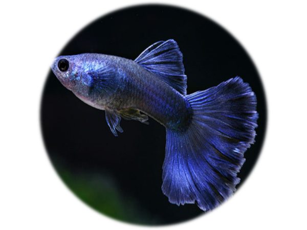 Guppy Blue Moscu (Pareja)