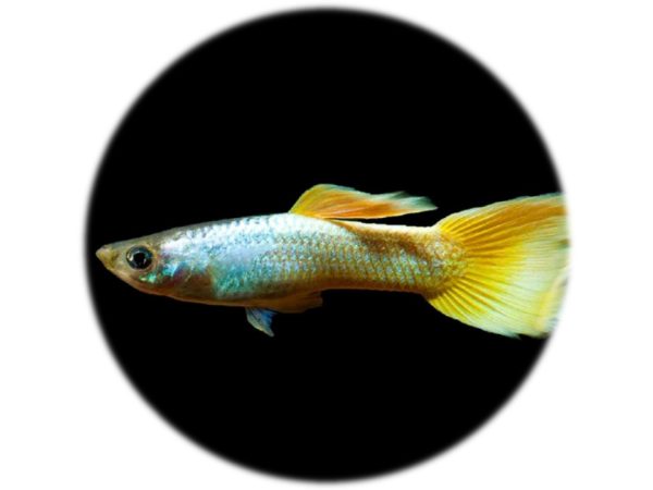 Guppy Dumbo Full Gold