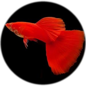 Guppy Full Red (Pareja)