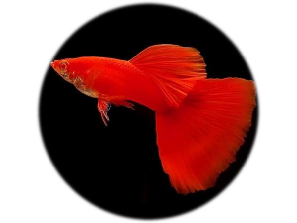Guppy Full Red (Pareja)