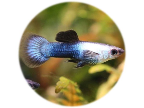 Guppy Panda Velo