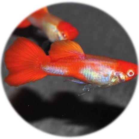 Guppy Red Nose Tuxedo Koi (Pareja)