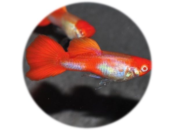Guppy Red Nose Tuxedo Koi (Pareja)