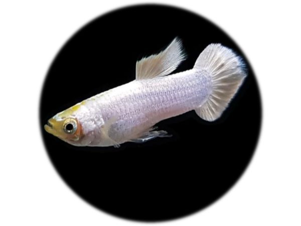 Guppy Snow White (macho)