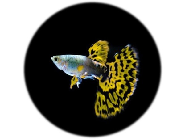 Guppy Tigre Neón (macho)