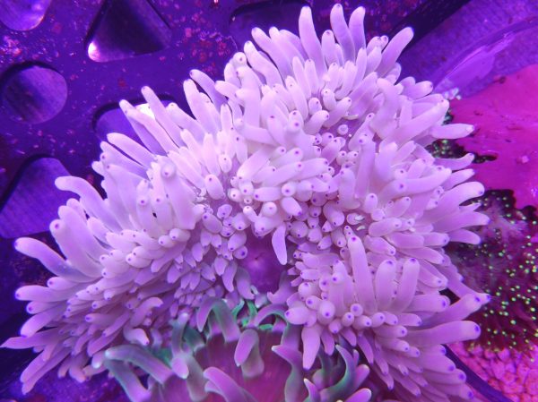 Heteractis Malu Green Milky