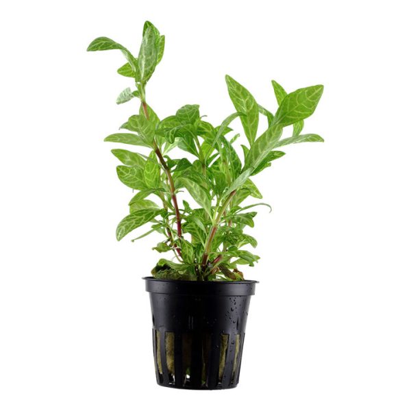 Hygrophila Polysperma 'Rosanervig' (Facíl)