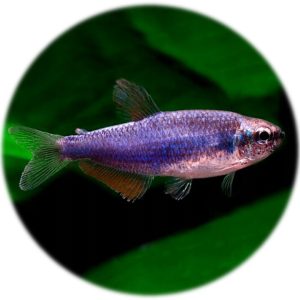 Inpaichthys Kerri Super Blue (4 und)