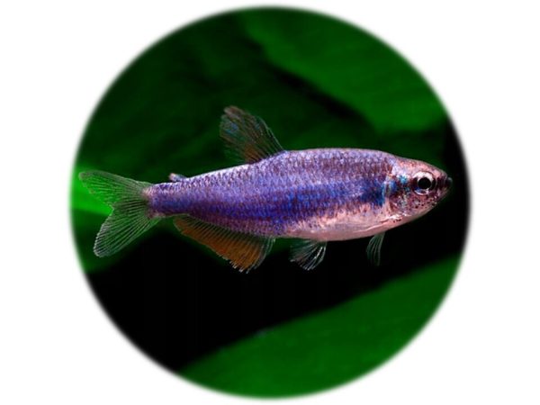 Inpaichthys Kerri Super Blue (4 und)