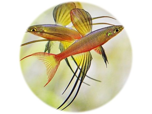 Iriatherina Werneri
