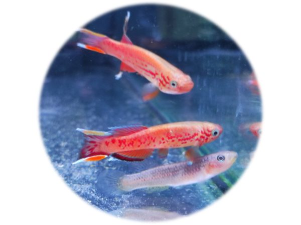 Killie Aphyosemion Australe Pareja (3 4cm)