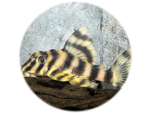 L015 Peckoltia Vittata