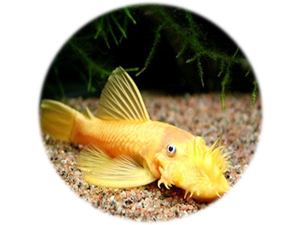 L144 Ancistrus Limón/Naranja Velo