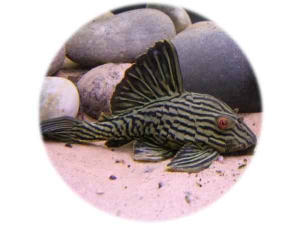 L190 Panaque Nigrolineatus (6 8cm)