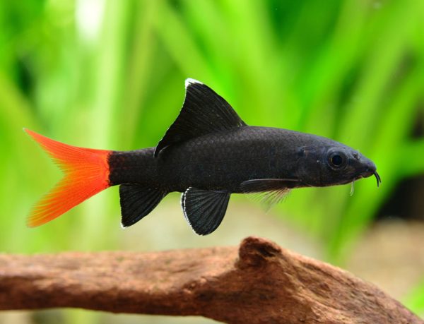 Labeo Bicolor