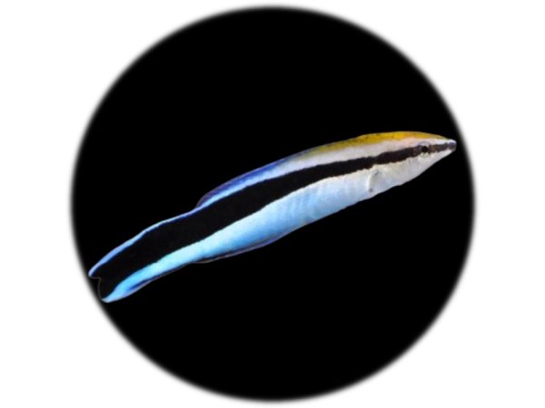 Labroides Dimidiatus