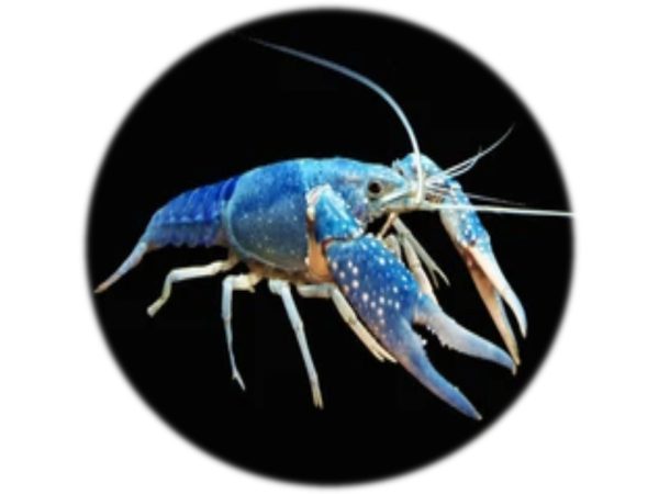 Langosta Procambarus Alleni Azul Eléctrico