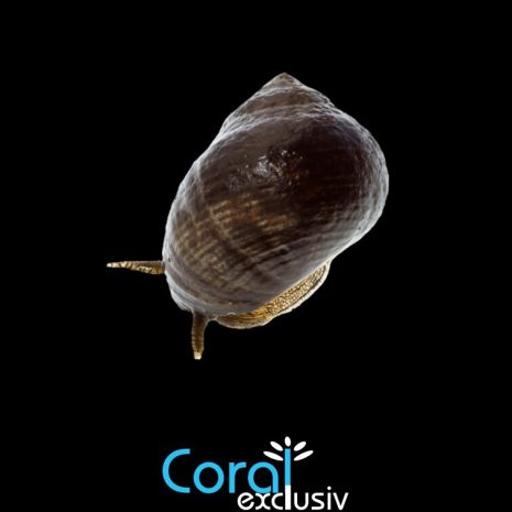 Littorina Littorea (Caracol)