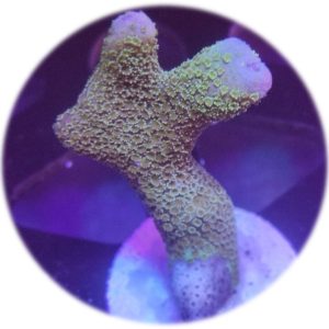 Montipora Digitata Verde/Turquesa