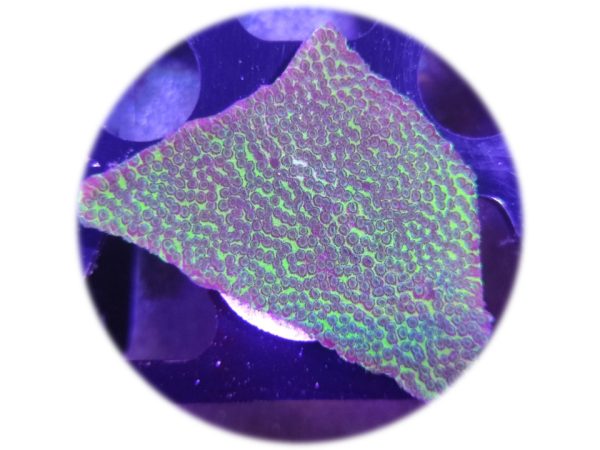 Montipora Incrustante