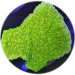 Montipora Incrustante (verde)