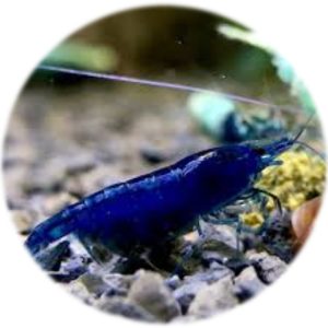 Neocaridina Dark Blue