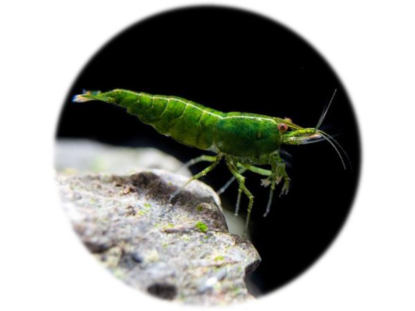 Neocaridina Green Jade