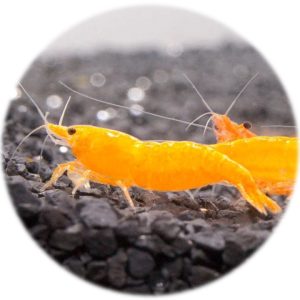 Neocaridina Orange