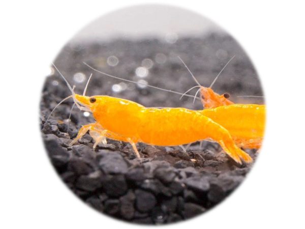 Neocaridina Orange