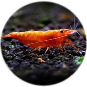 Neocaridina Orange Fire